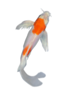 Long Fin Koi