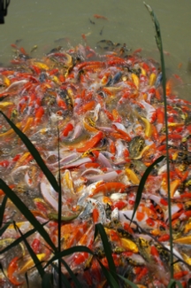 feeding blackwater koi food