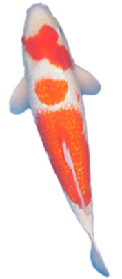 GinRin Koi