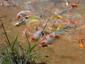 Koi commingh out of the water to feed!